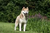 SIBERIAN HUSKY 911